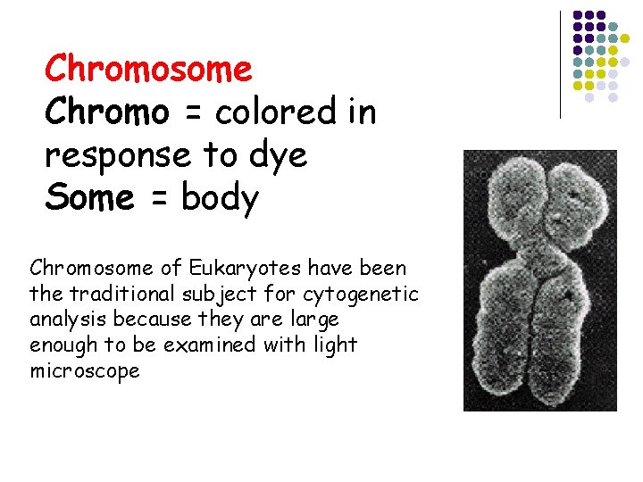 Chromosome Chromo = colored in response to dye Some = body Chromosome of Eukaryotes