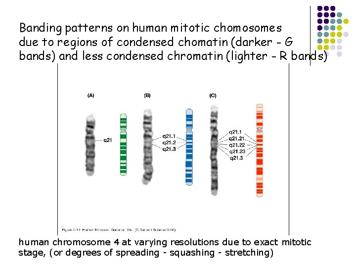 Banding patterns on human mitotic chomosomes due to regions of condensed chomatin (darker -