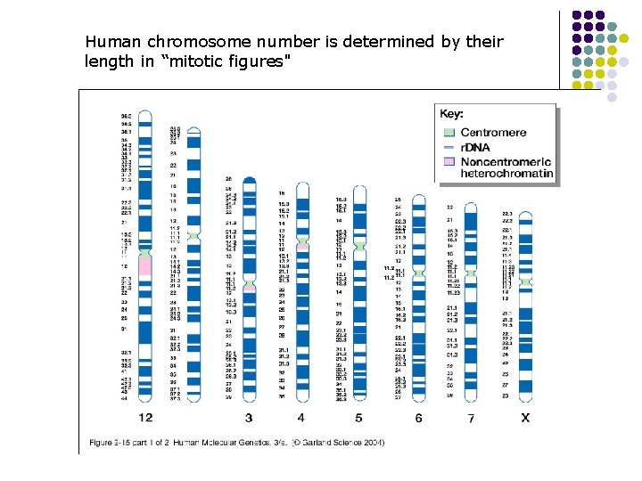 Human chromosome number is determined by their length in “mitotic figures" 