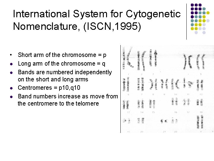 International System for Cytogenetic Nomenclature, (ISCN, 1995) • Short arm of the chromosome =