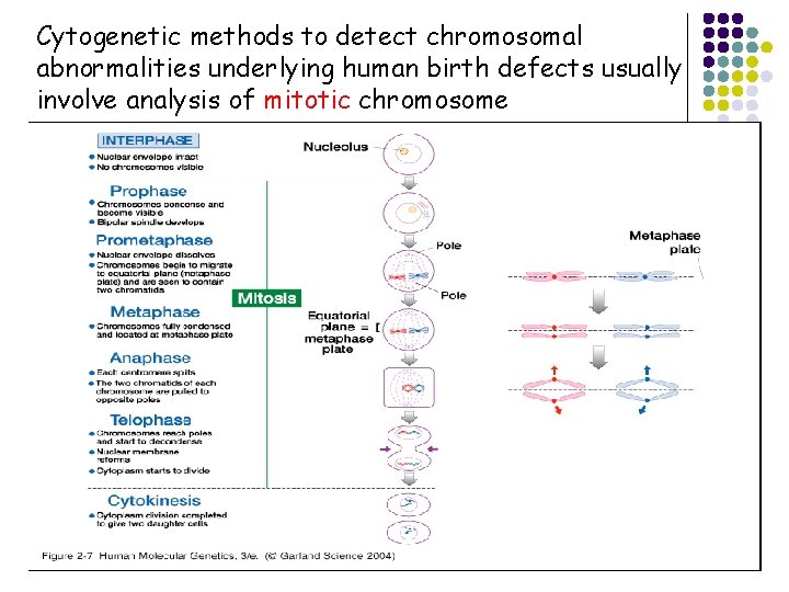 Cytogenetic methods to detect chromosomal abnormalities underlying human birth defects usually involve analysis of