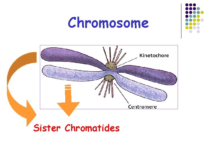 Chromosome Sister Chromatides 