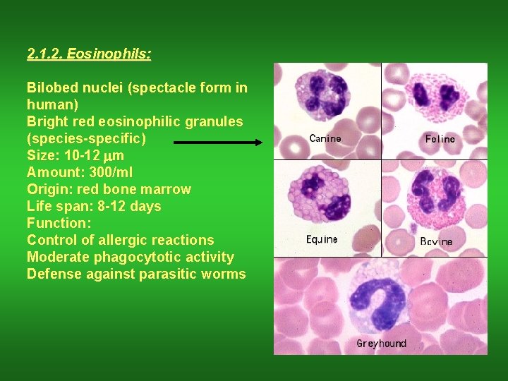 2. 1. 2. Eosinophils: Bilobed nuclei (spectacle form in human) Bright red eosinophilic granules