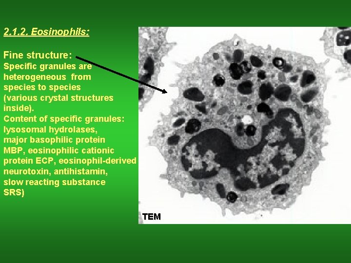 2. 1. 2. Eosinophils: Fine structure: Specific granules are heterogeneous from species to species