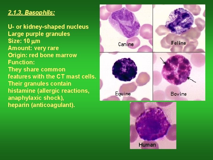 2. 1. 3. Basophils: U- or kidney-shaped nucleus Large purple granules Size: 10 mm