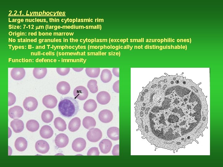 2. 2. 1. Lymphocytes Large nucleus, thin cytoplasmic rim Size: 7 -12 mm (large-medium-small)