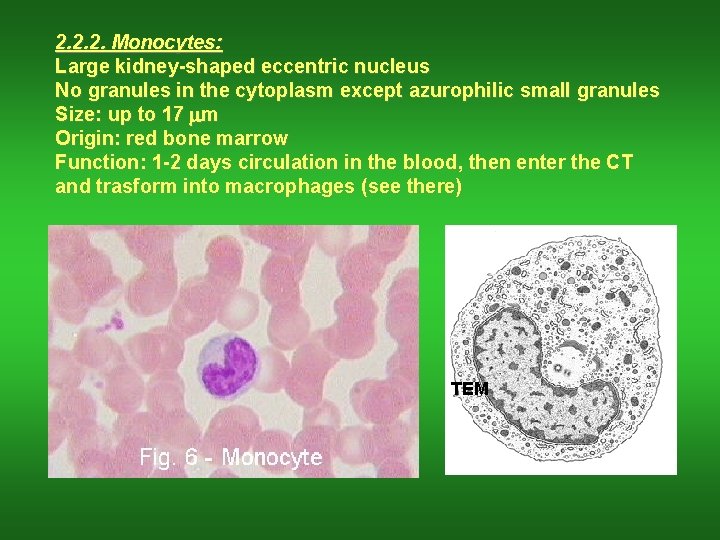 2. 2. 2. Monocytes: Large kidney-shaped eccentric nucleus No granules in the cytoplasm except