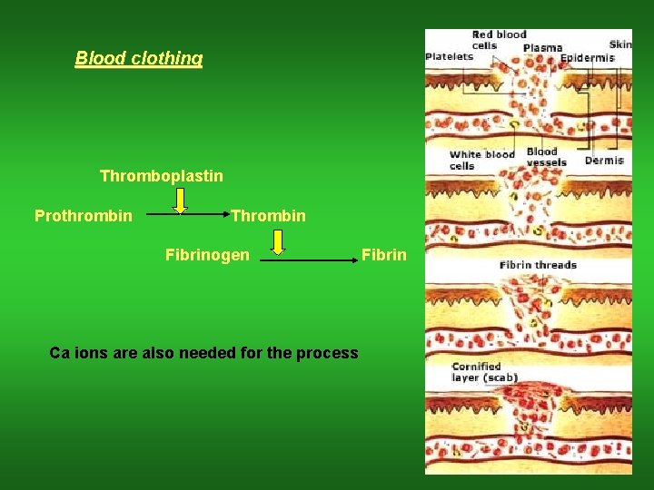 Blood clothing Thromboplastin Prothrombin Thrombin Fibrinogen Ca ions are also needed for the process