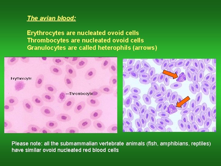 The avian blood: Erythrocytes are nucleated ovoid cells Thrombocytes are nucleated ovoid cells Granulocytes