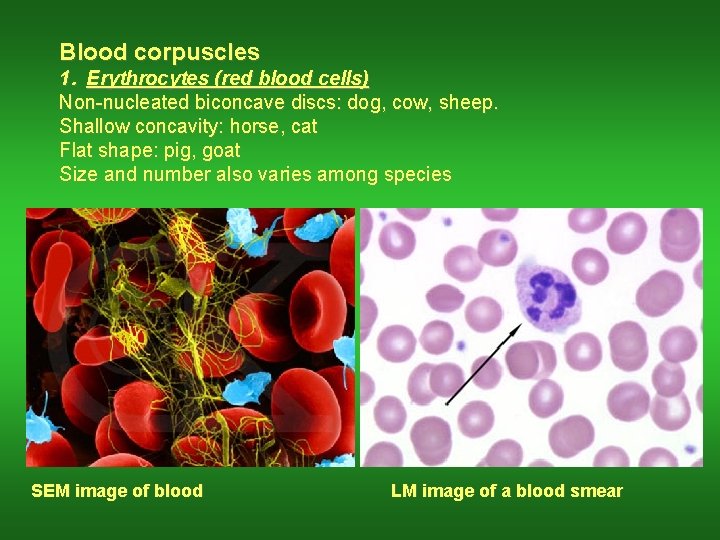 Blood corpuscles 1. Erythrocytes (red blood cells) Non-nucleated biconcave discs: dog, cow, sheep. Shallow