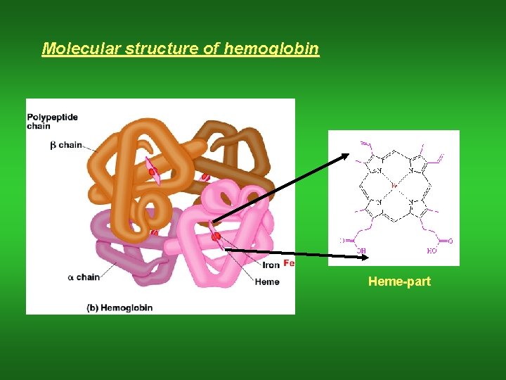 Molecular structure of hemoglobin Heme-part 