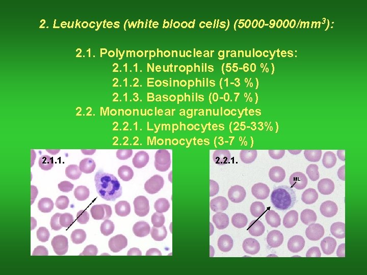 2. Leukocytes (white blood cells) (5000 -9000/mm 3): 2. 1. Polymorphonuclear granulocytes: 2. 1.