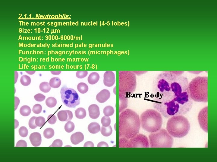 2. 1. 1. Neutrophils: The most segmented nuclei (4 -5 lobes) Size: 10 -12