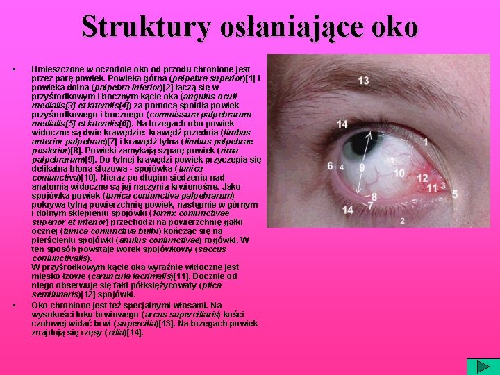 Struktury osłaniające oko • • Umieszczone w oczodole oko od przodu chronione jest przez