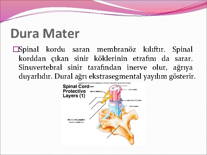 Dura Mater �Spinal kordu saran membranöz kılıftır. Spinal korddan çıkan sinir köklerinin etrafını da