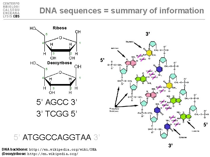 DNA sequences = summary of information Ribose 3’ 5 4 1 3 2 5’