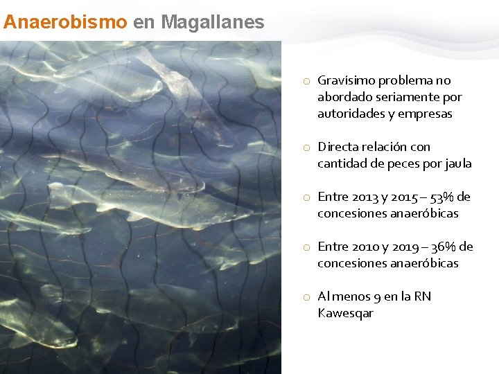 Anaerobismo en Magallanes o Gravísimo problema no abordado seriamente por autoridades y empresas o