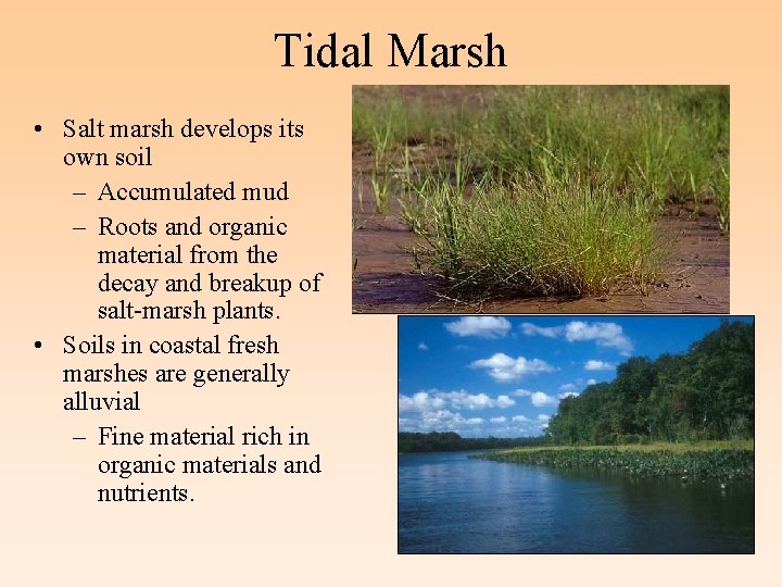 Tidal Marsh • Salt marsh develops its own soil – Accumulated mud – Roots