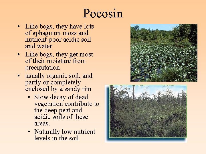 Pocosin • Like bogs, they have lots of sphagnum moss and nutrient-poor acidic soil