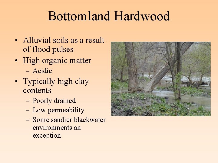 Bottomland Hardwood • Alluvial soils as a result of flood pulses • High organic