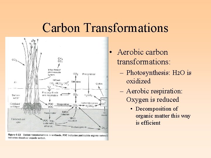 Carbon Transformations • Aerobic carbon transformations: – Photosynthesis: H 2 O is oxidized –