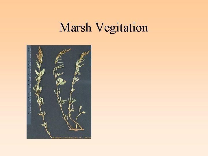 Marsh Vegitation 