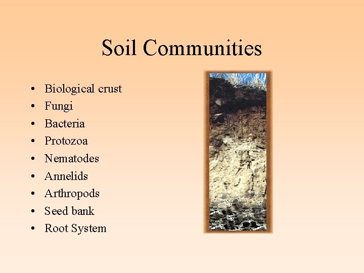 Soil Communities • • • Biological crust Fungi Bacteria Protozoa Nematodes Annelids Arthropods Seed