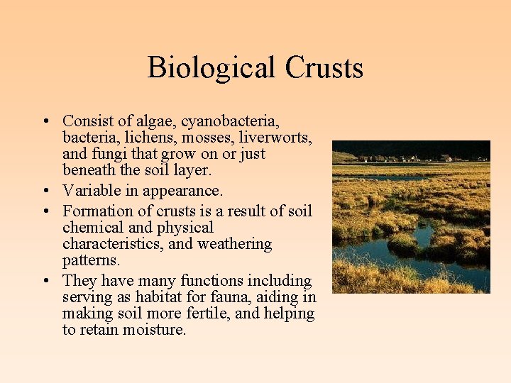 Biological Crusts • Consist of algae, cyanobacteria, lichens, mosses, liverworts, and fungi that grow