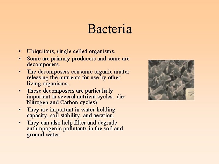 Bacteria • Ubiquitous, single celled organisms. • Some are primary producers and some are