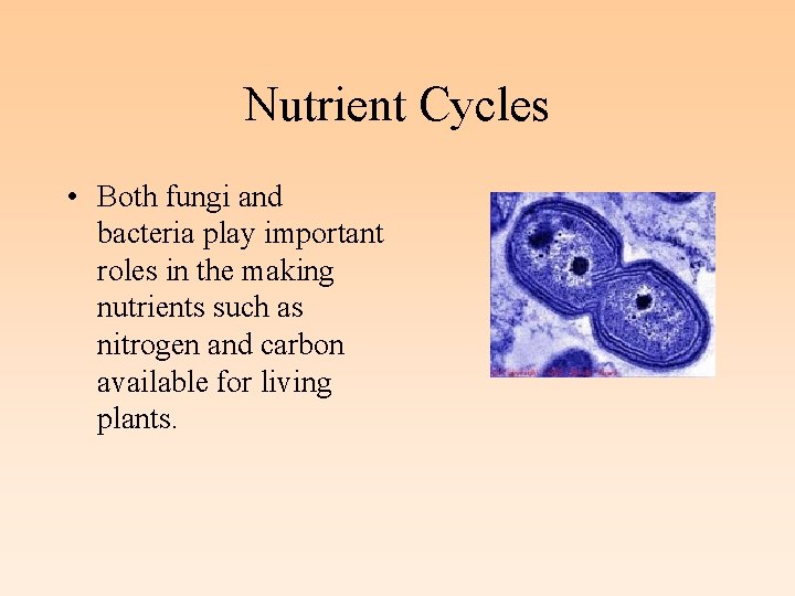 Nutrient Cycles • Both fungi and bacteria play important roles in the making nutrients