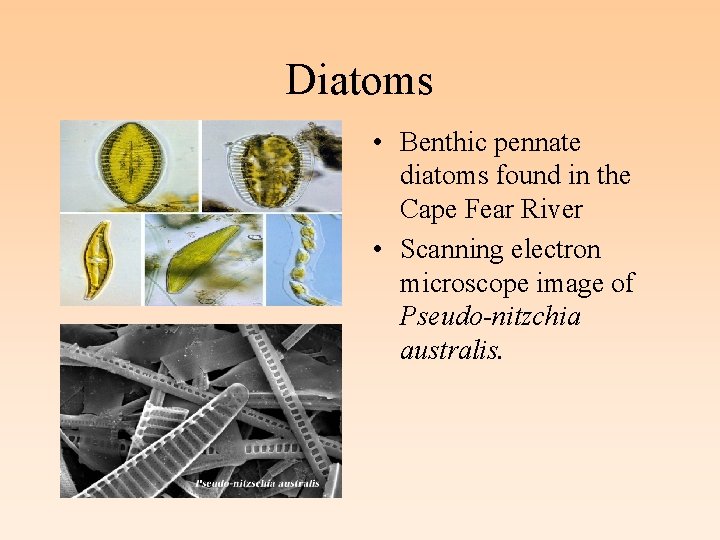 Diatoms • Benthic pennate diatoms found in the Cape Fear River • Scanning electron