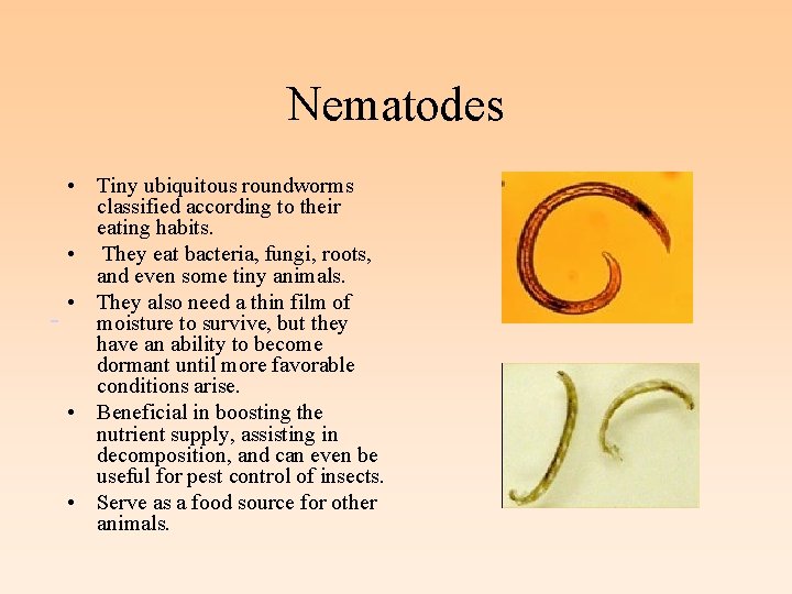 Nematodes • Tiny ubiquitous roundworms classified according to their eating habits. • They eat