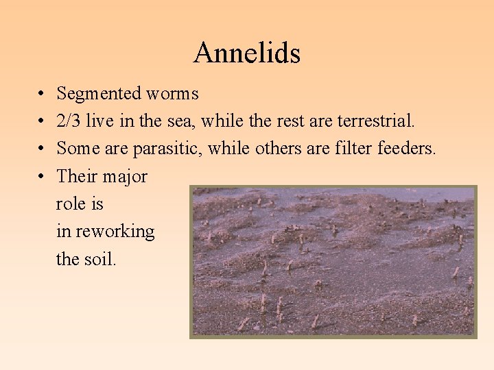 Annelids • • Segmented worms 2/3 live in the sea, while the rest are