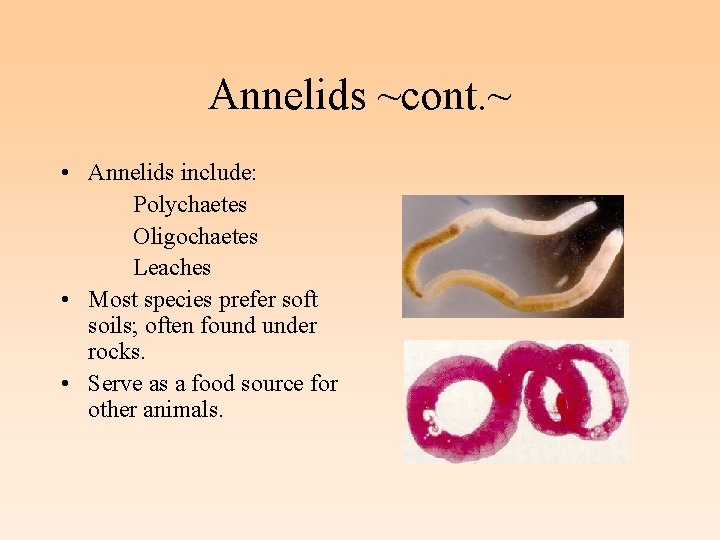 Annelids ~cont. ~ • Annelids include: Polychaetes Oligochaetes Leaches • Most species prefer soft