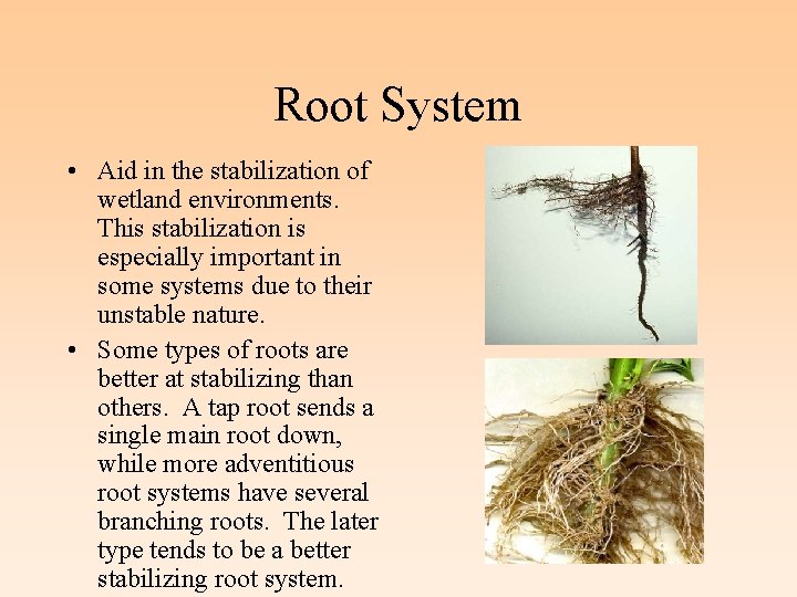 Root System • Aid in the stabilization of wetland environments. This stabilization is especially
