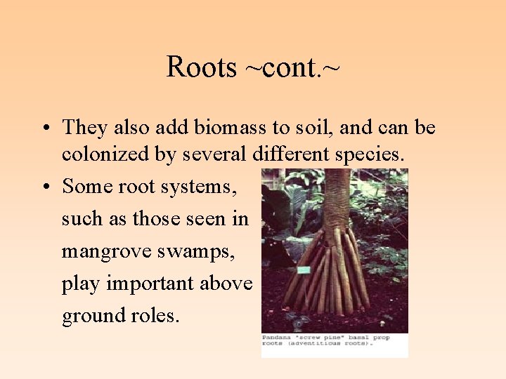 Roots ~cont. ~ • They also add biomass to soil, and can be colonized