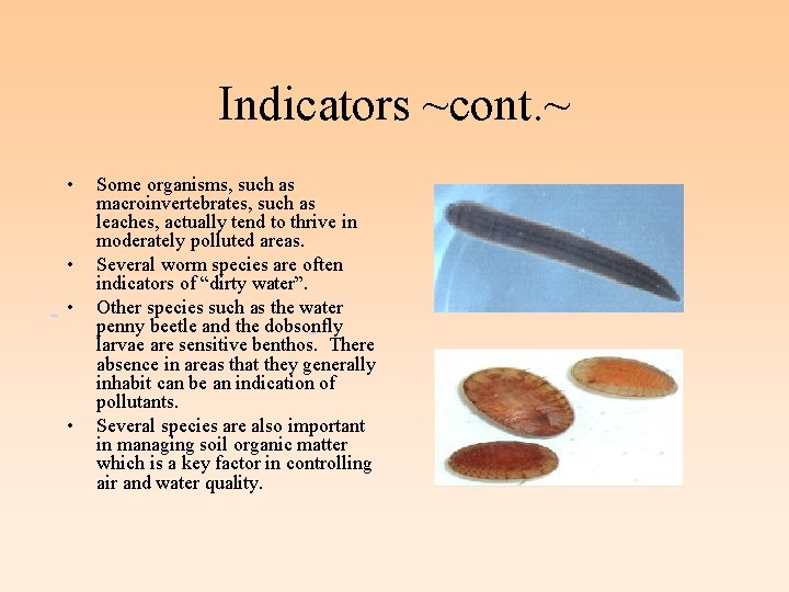 Indicators ~cont. ~ • Some organisms, such as macroinvertebrates, such as leaches, actually tend