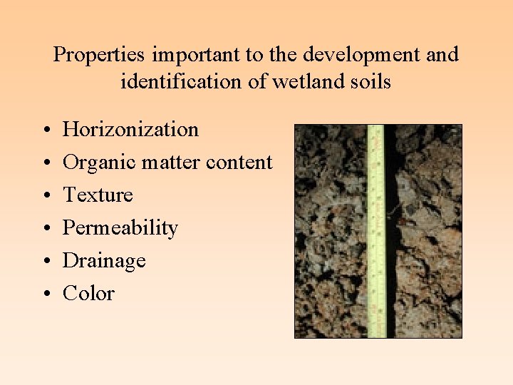 Properties important to the development and identification of wetland soils • • • Horizonization