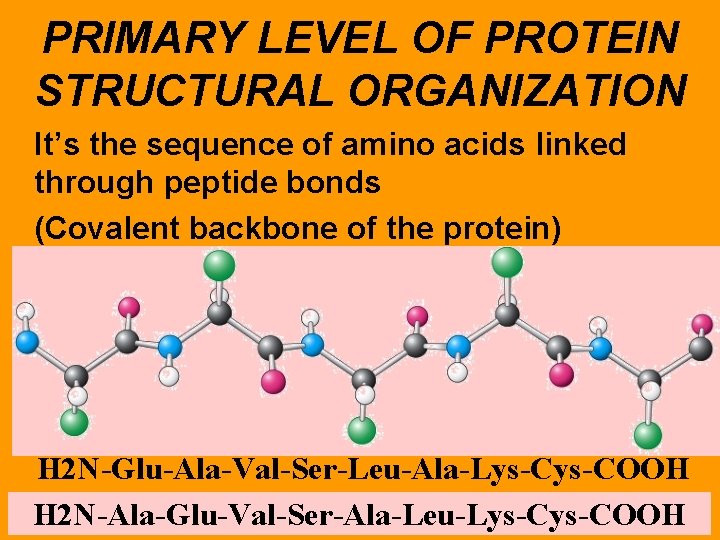 PRIMARY LEVEL OF PROTEIN STRUCTURAL ORGANIZATION It’s the sequence of amino acids linked through
