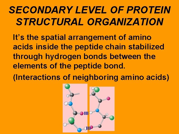 SECONDARY LEVEL OF PROTEIN STRUCTURAL ORGANIZATION It’s the spatial arrangement of amino acids inside