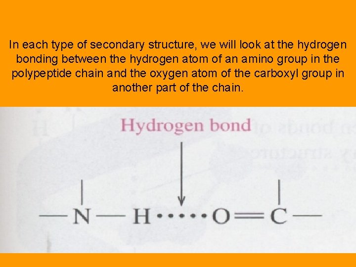 In each type of secondary structure, we will look at the hydrogen bonding between