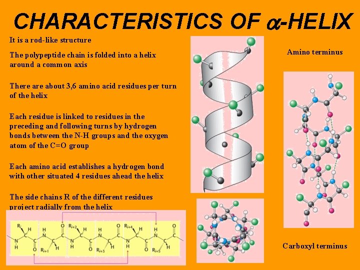 CHARACTERISTICS OF a-HELIX It is a rod-like structure The polypeptide chain is folded into