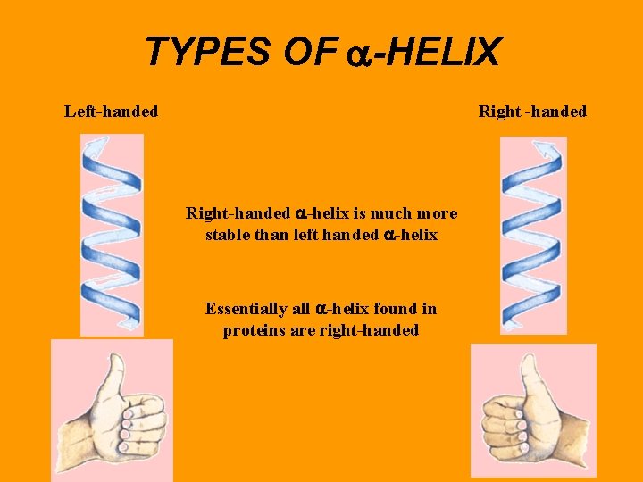 TYPES OF -HELIX Left-handed Right-handed -helix is much more stable than left handed -helix