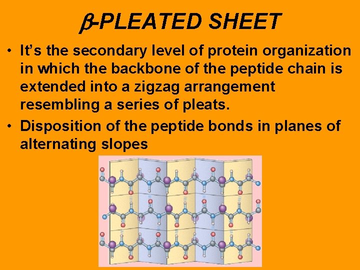 b-PLEATED SHEET • It’s the secondary level of protein organization in which the backbone