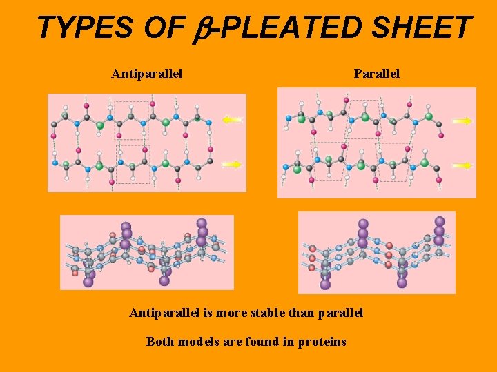 TYPES OF b-PLEATED SHEET Antiparallel Parallel Antiparallel is more stable than parallel Both models