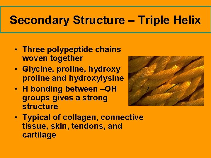 Secondary Structure – Triple Helix • Three polypeptide chains woven together • Glycine, proline,
