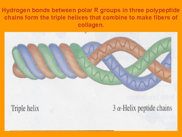 Hydrogen bonds between polar R groups in three polypeptide chains form the triple helixes