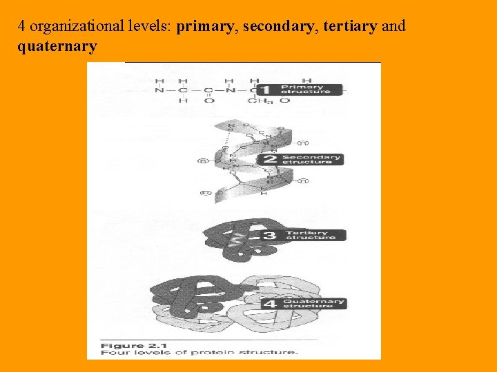 4 organizational levels: primary, secondary, tertiary and quaternary 