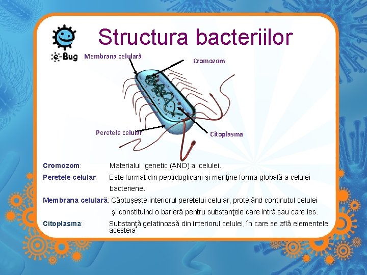 Structura bacteriilor Membrana celulară Peretele celular Cromozom Citoplasma Cromozom: Materialul genetic (AND) al celulei.