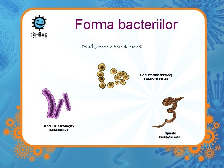 Forma bacteriilor Există 3 forme diferite de bacterii Coci (forme sferice) (Staphylococcus) Bacili (Bastonaşe)